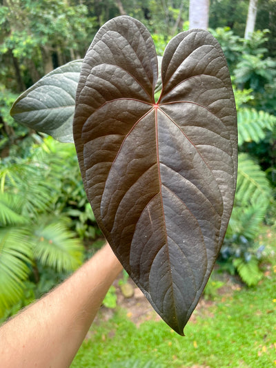 Anthurium Dark Dingo Clone