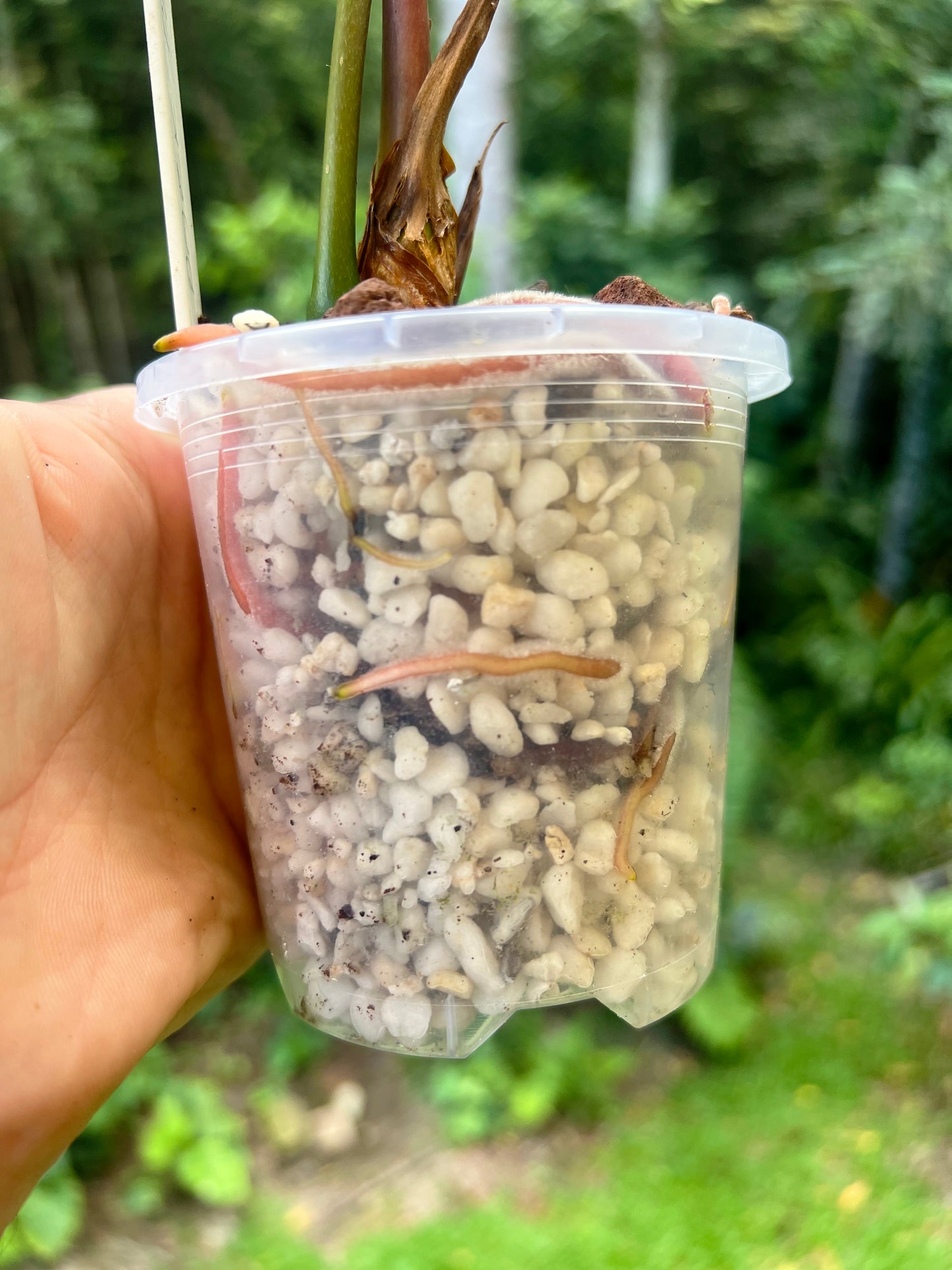 Anthurium Dark Dingo Clone