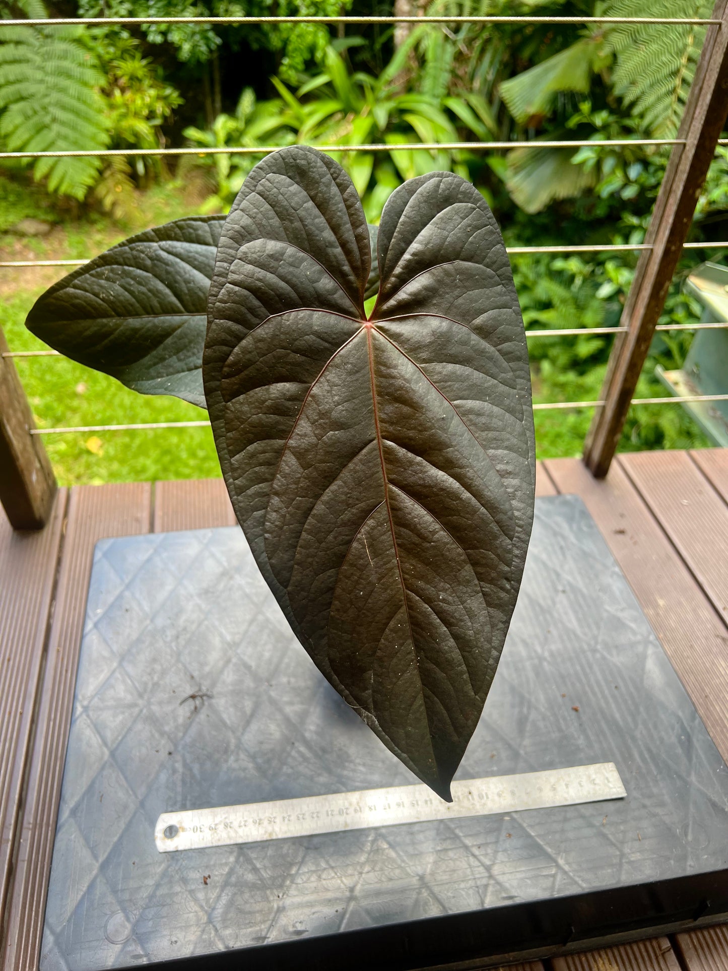 Anthurium Dark Dingo Clone