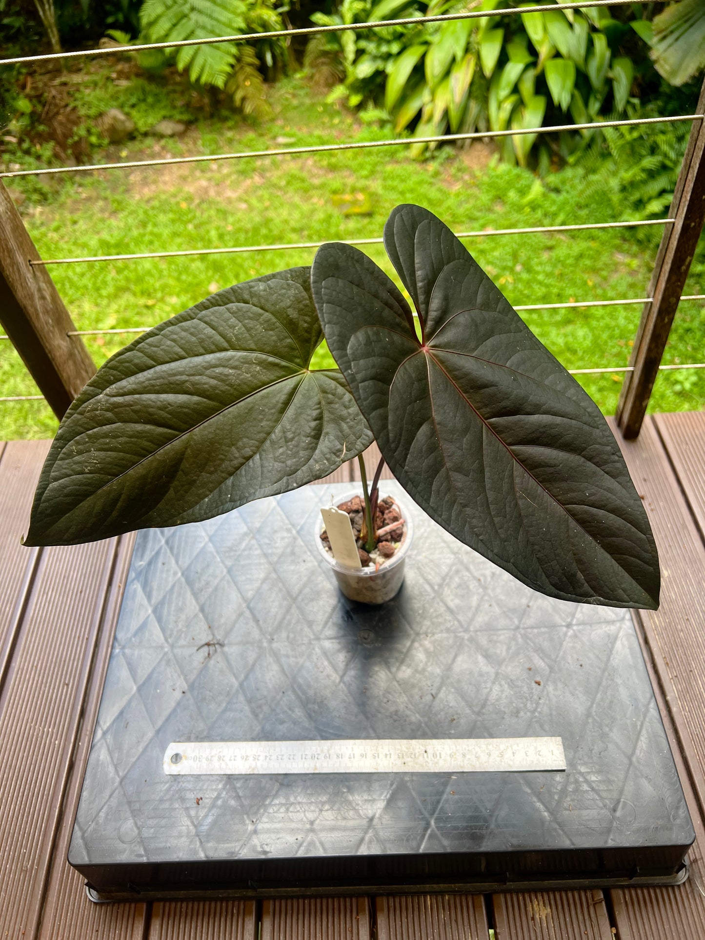 Anthurium Dark Dingo Clone