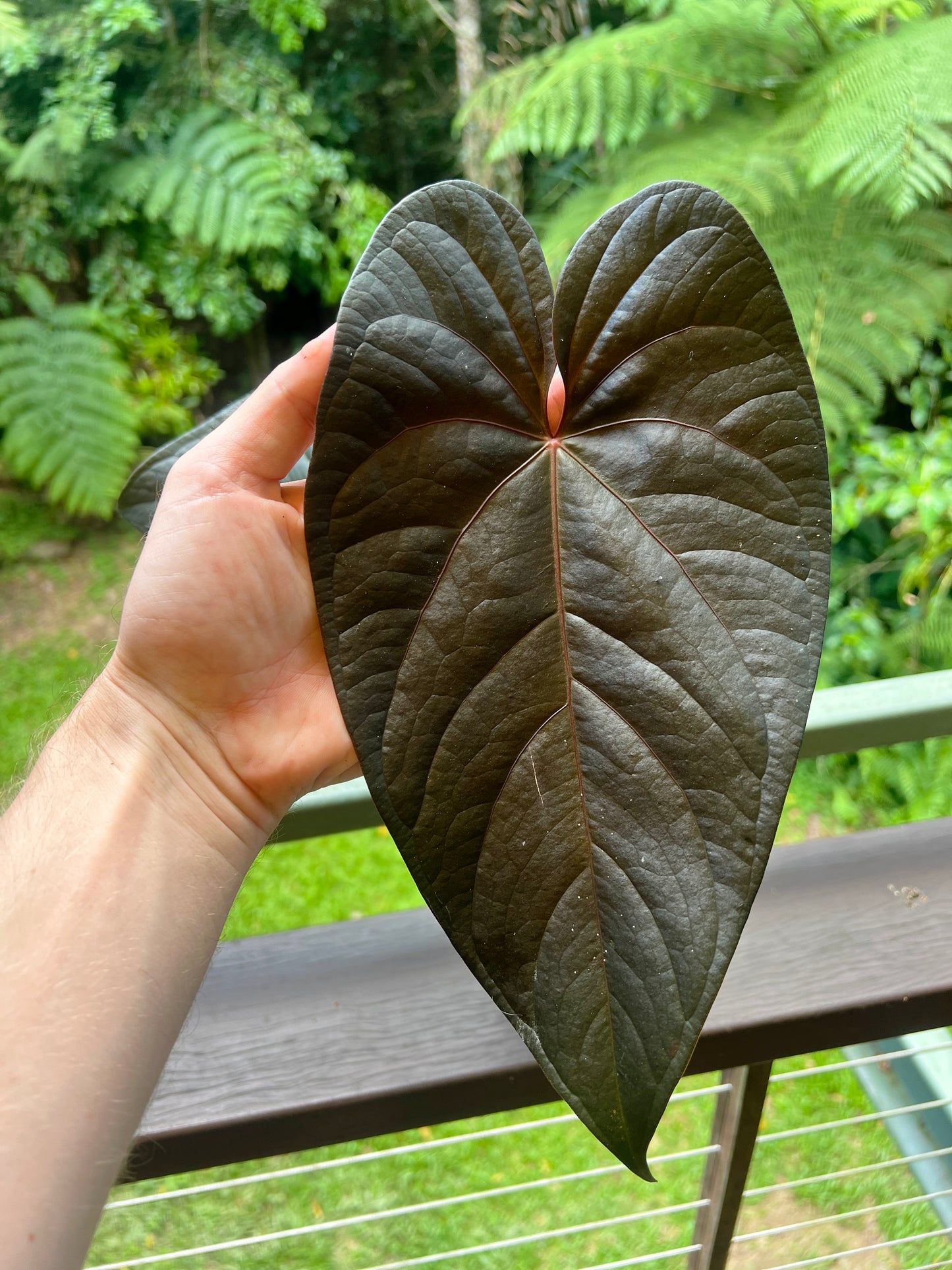 Anthurium Dark Dingo Clone