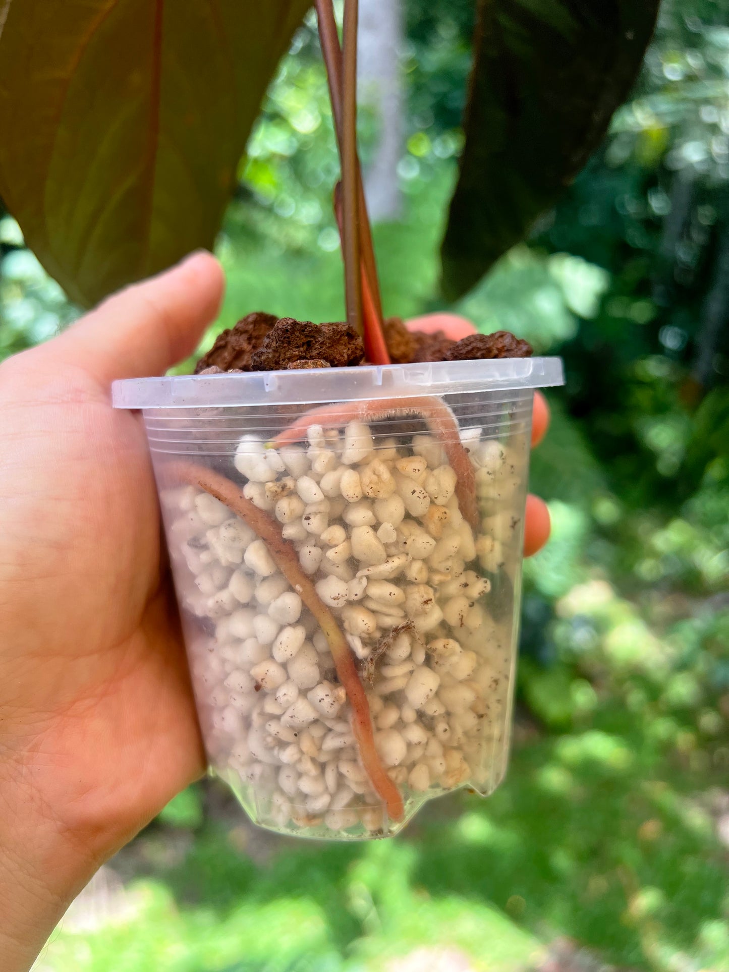 Anthurium Dark Dingo Clone