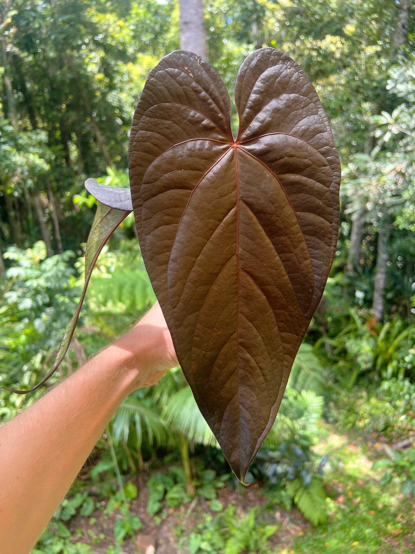 Anthurium Dark Dingo Clone