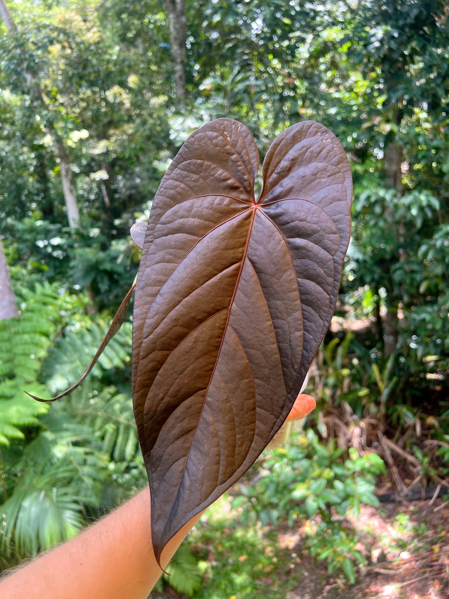 Anthurium Dark Dingo Clone
