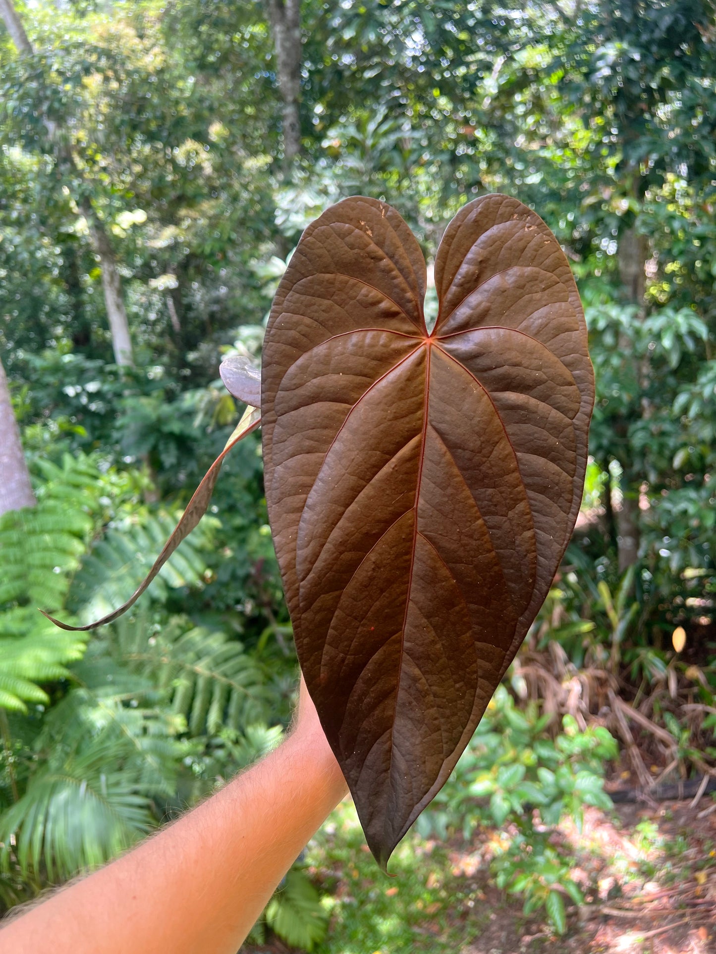 Anthurium Dark Dingo Clone