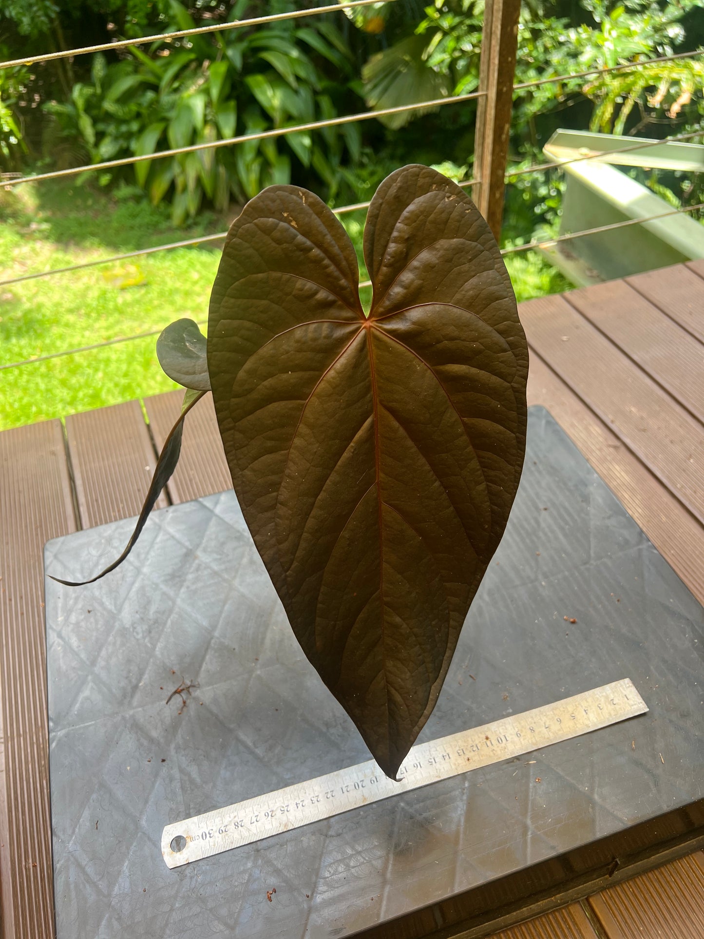 Anthurium Dark Dingo Clone
