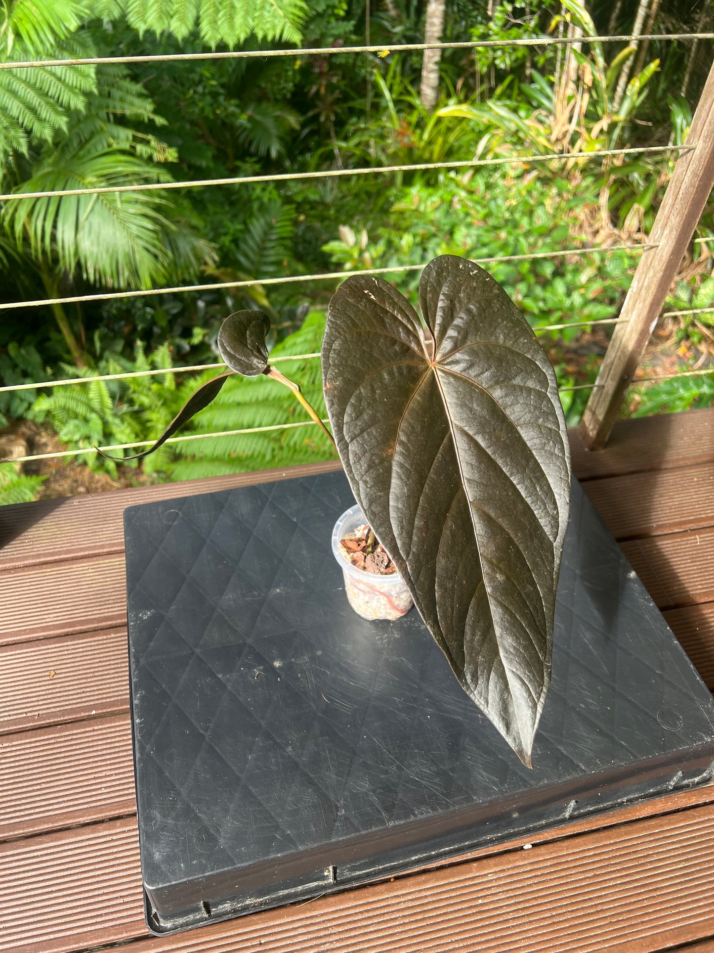 Anthurium Dark Dingo Clone Cutting Grown
