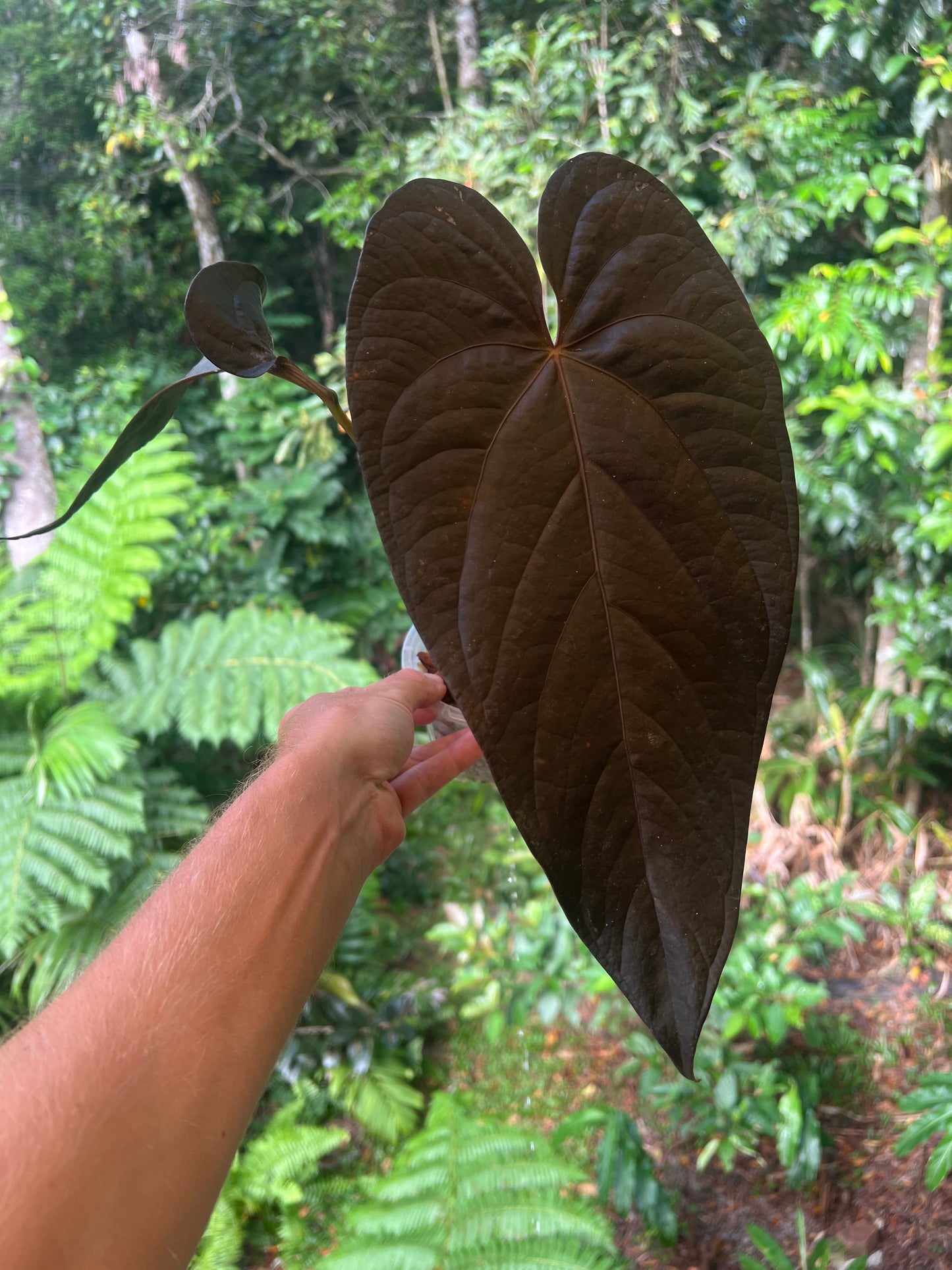 Anthurium Dark Dingo Clone Cutting Grown