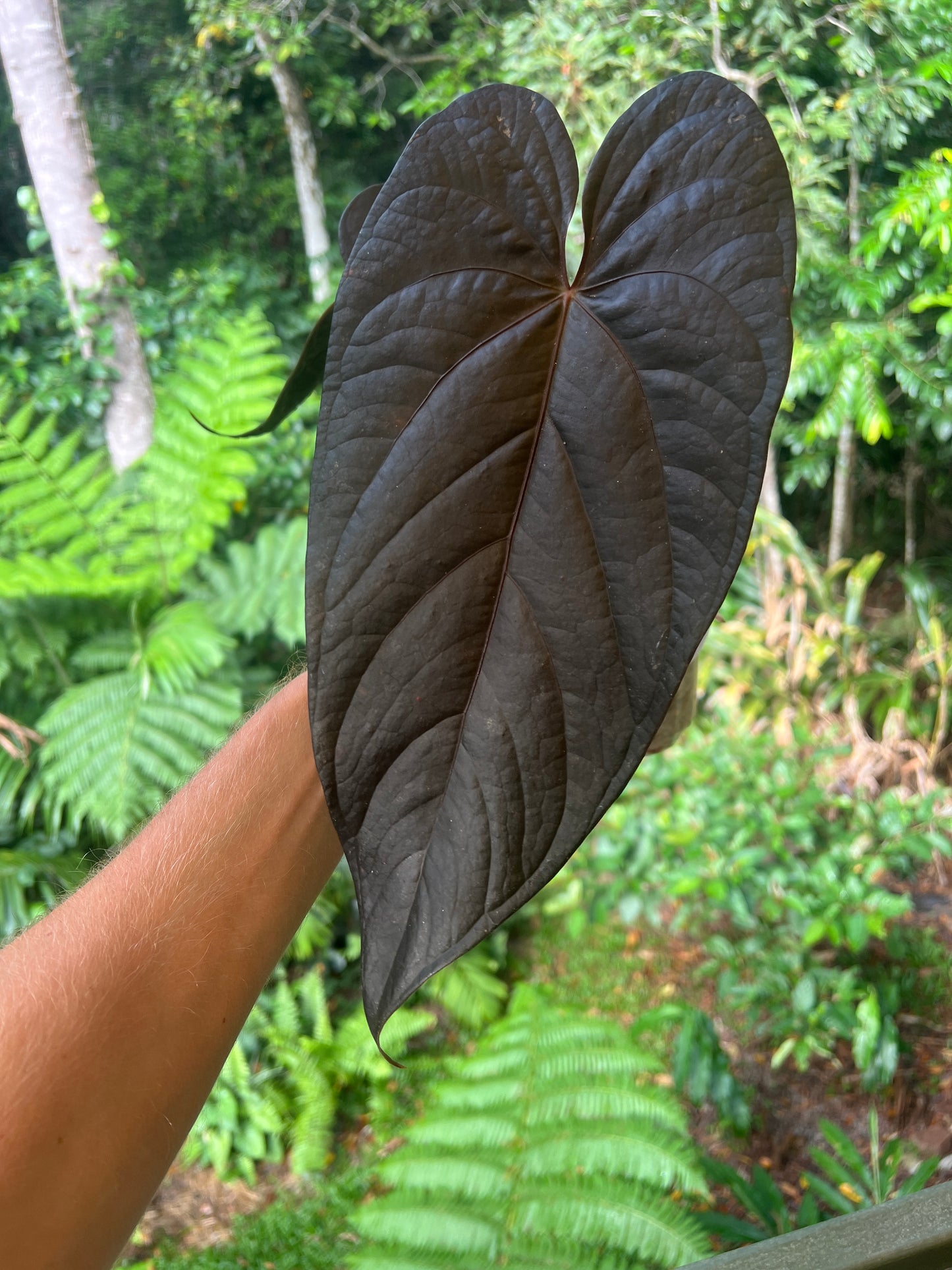 Anthurium Dark Dingo Clone Cutting Grown