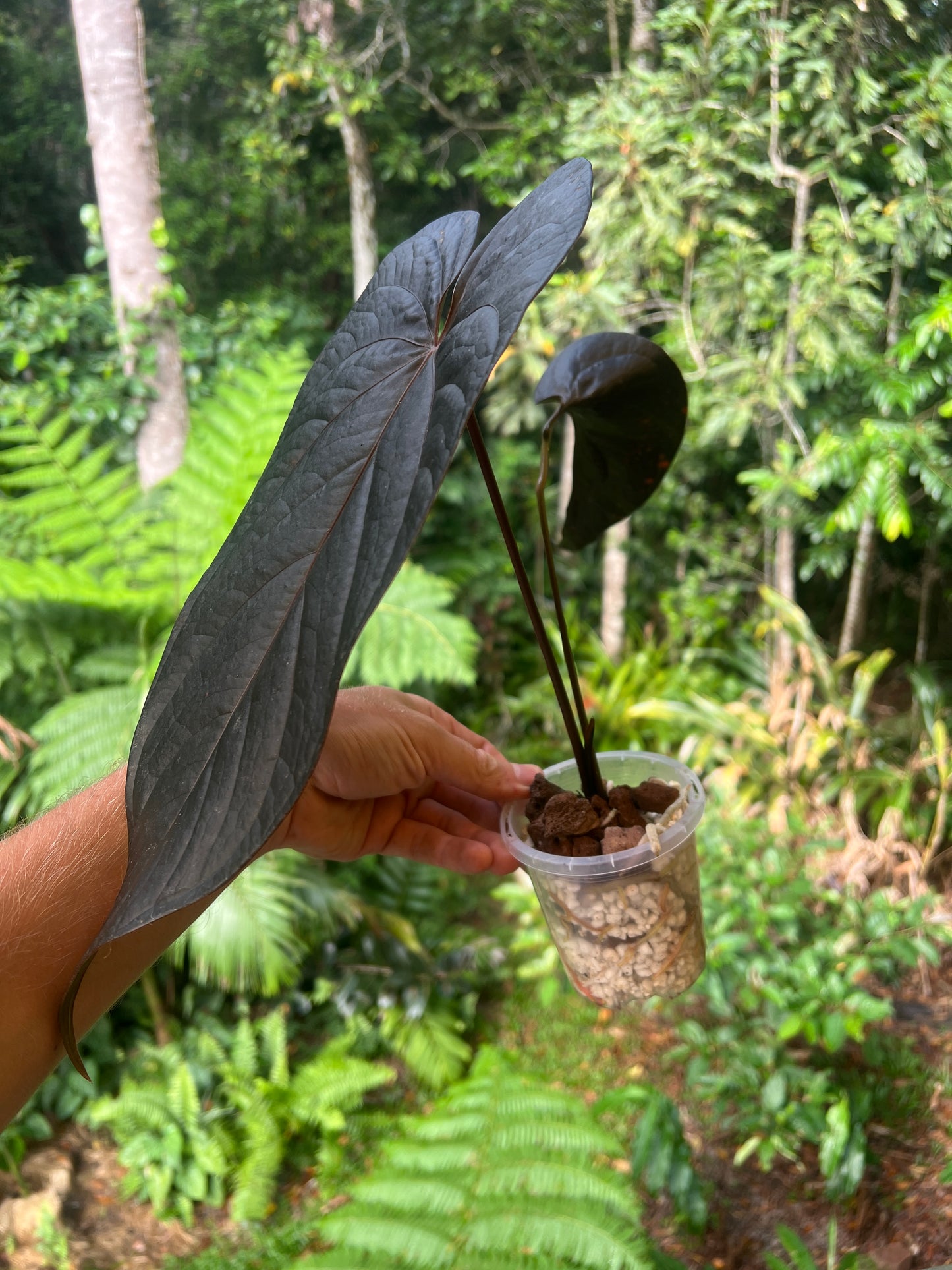 Anthurium Dark Dingo Clone Cutting Grown