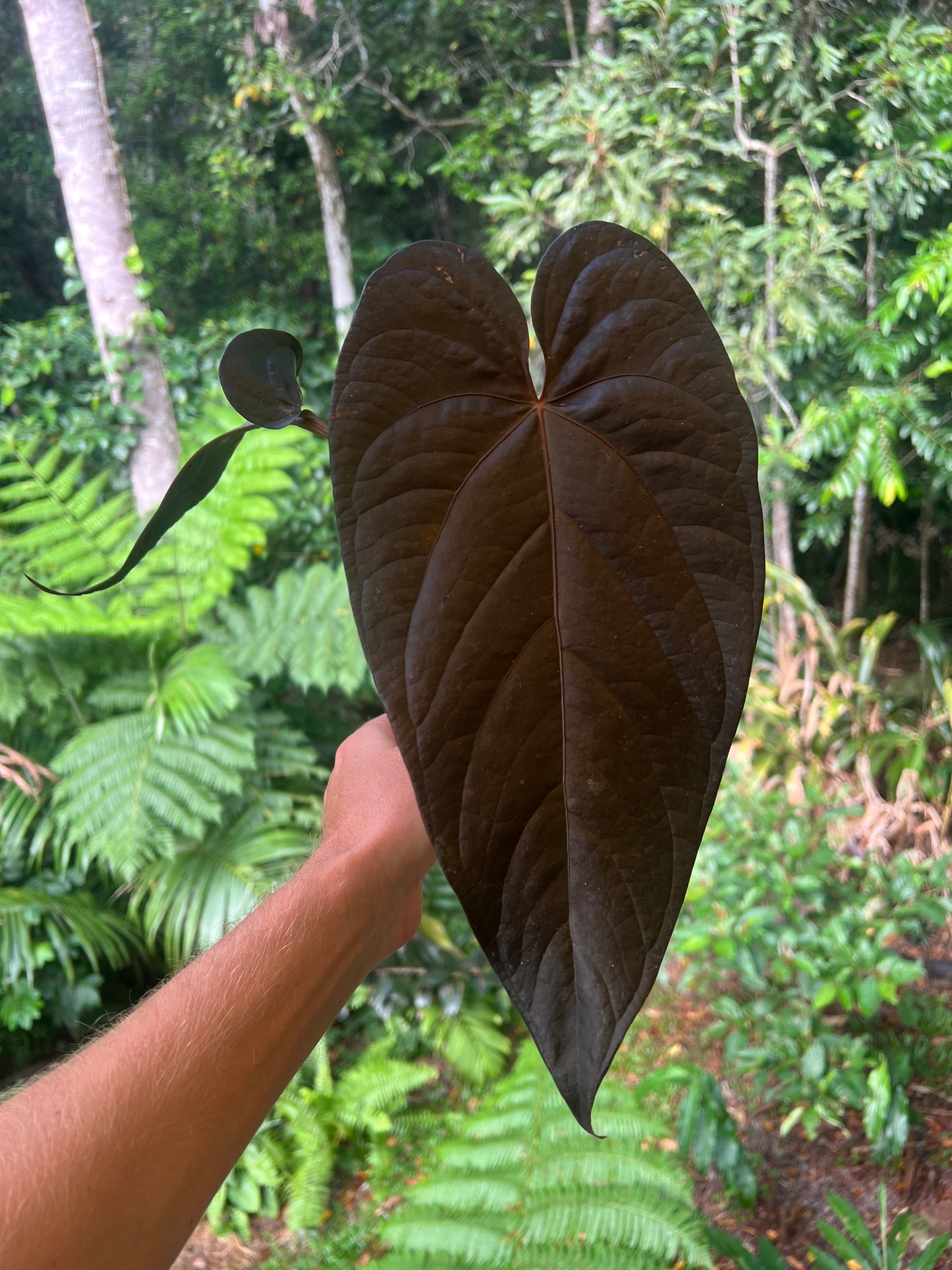 Anthurium Dark Dingo Clone Cutting Grown