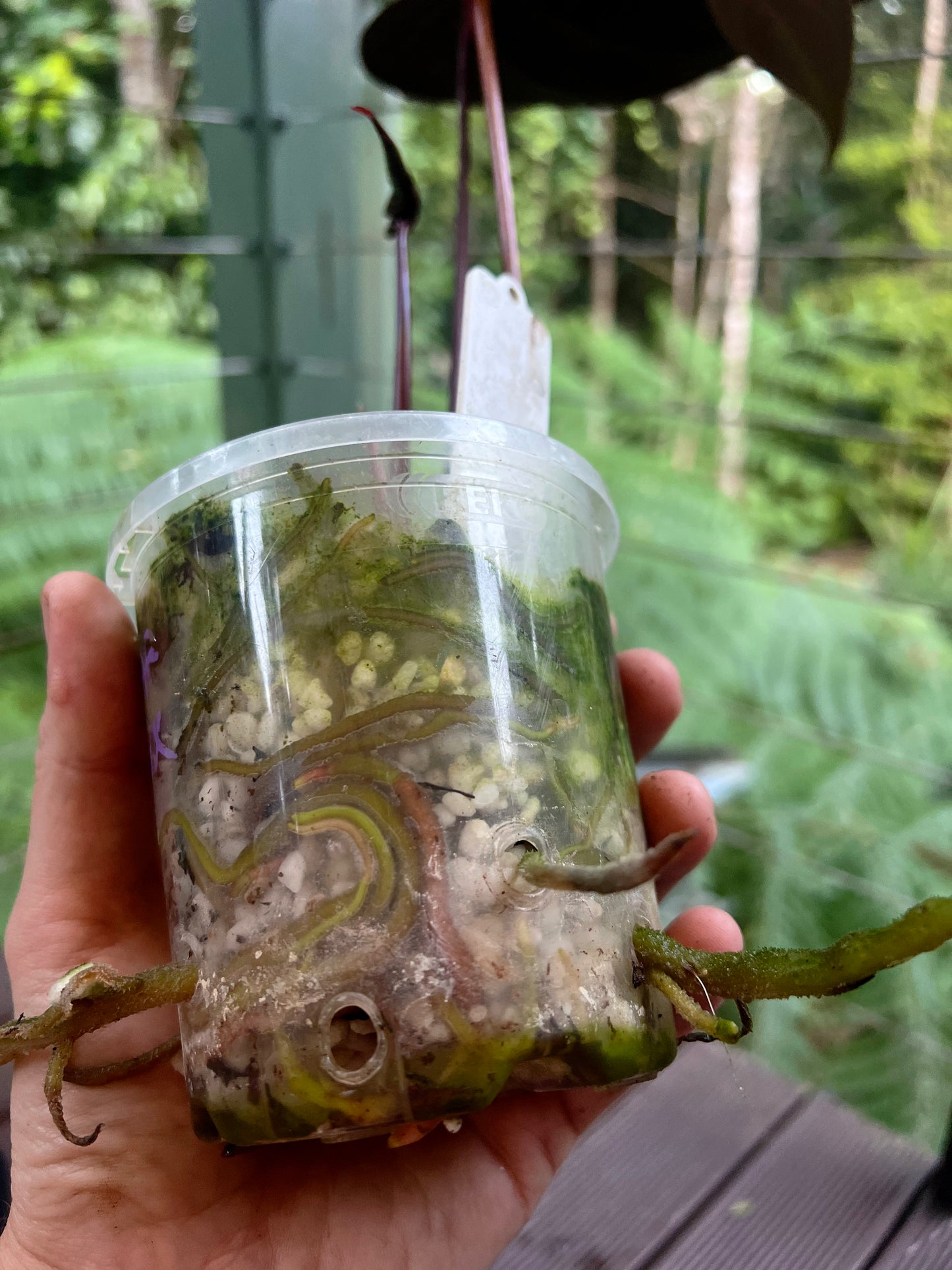 Anthurium Dark Dingo Clone - Two Shoots