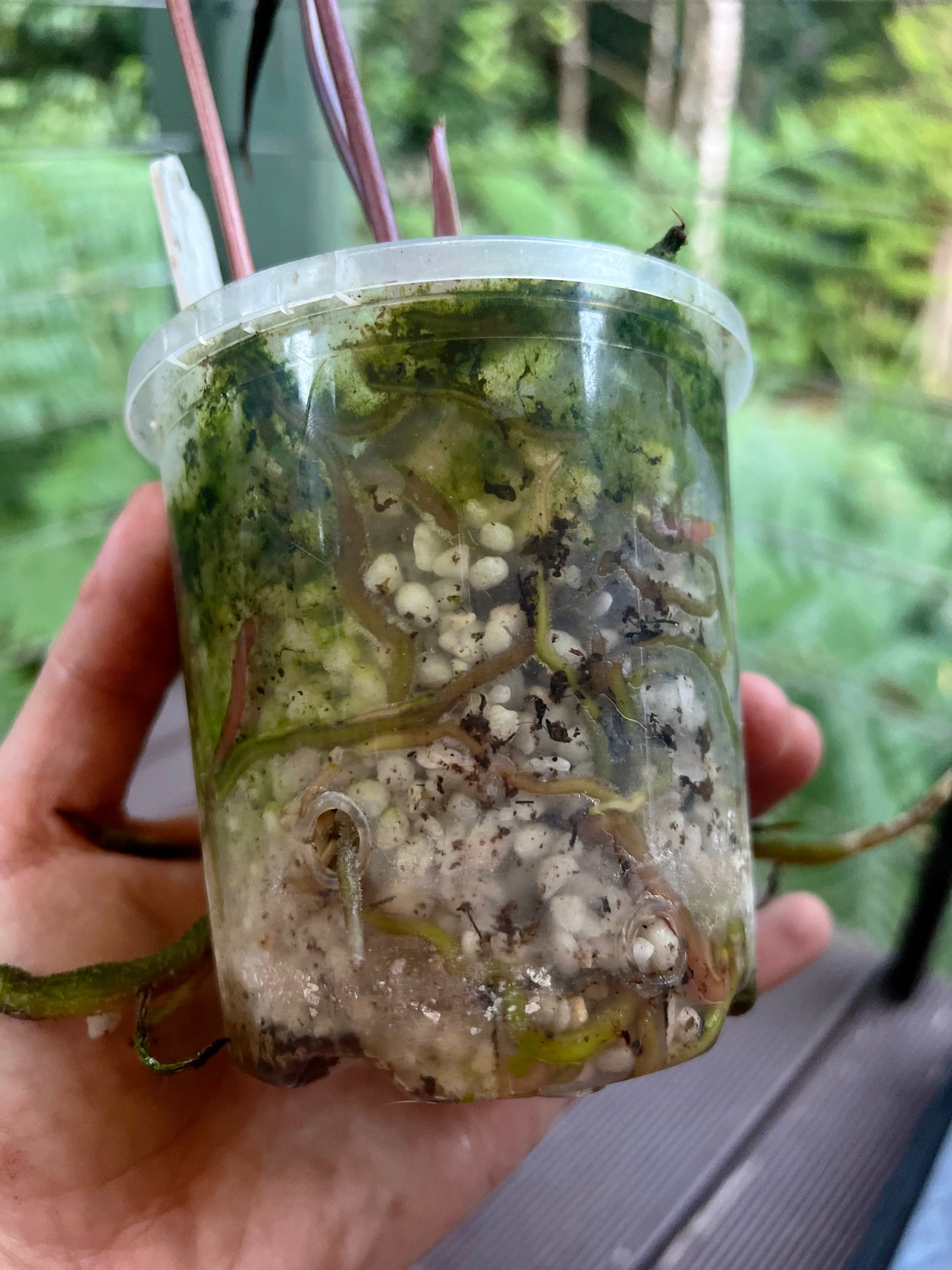 Anthurium Dark Dingo Clone - Two Shoots