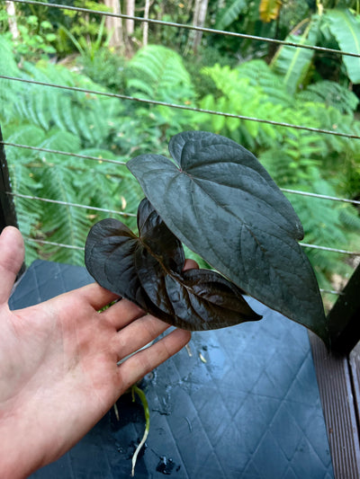Anthurium Dark Dingo Clone - Two Shoots