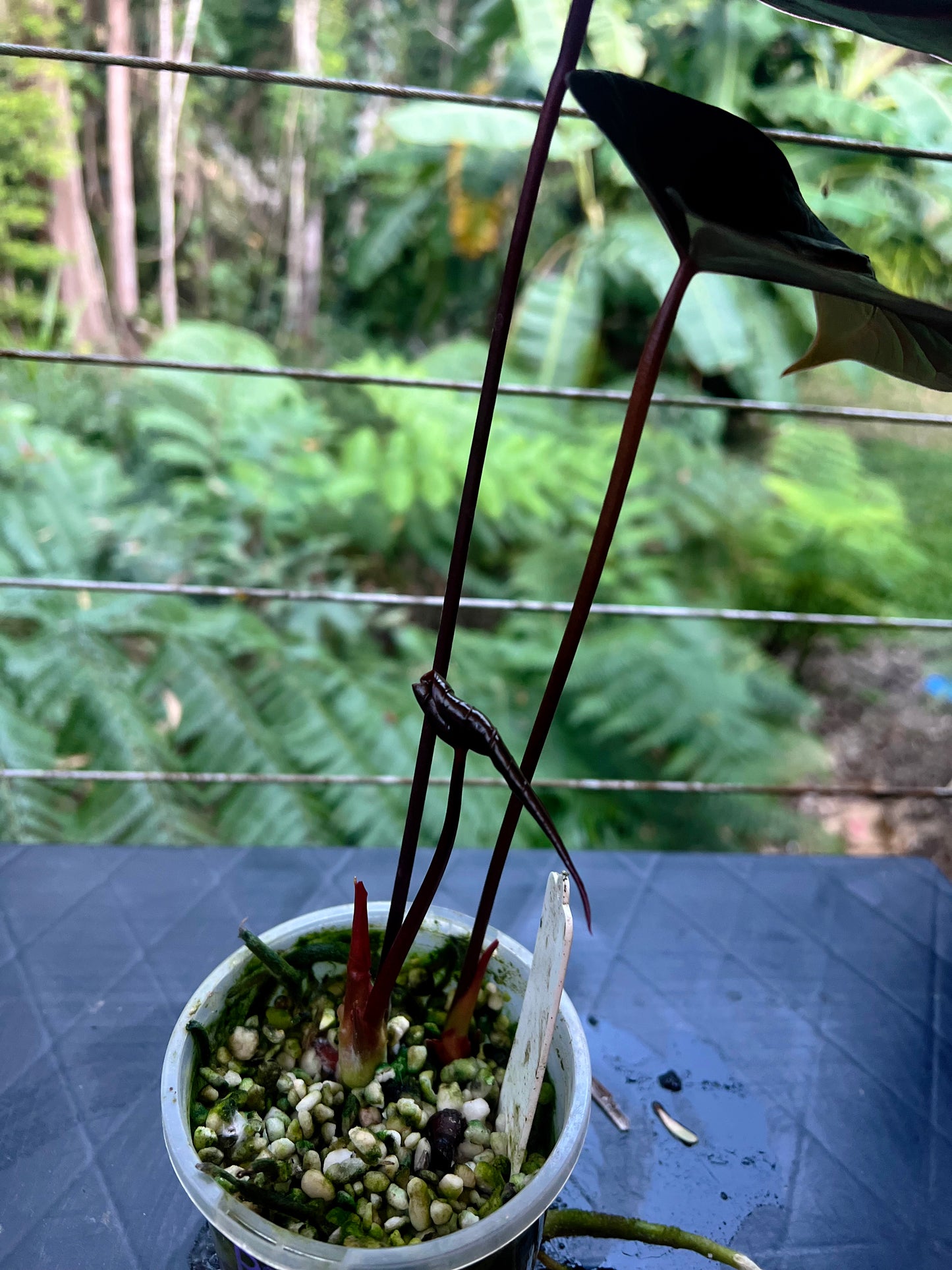 Anthurium Dark Dingo Clone - Two Shoots