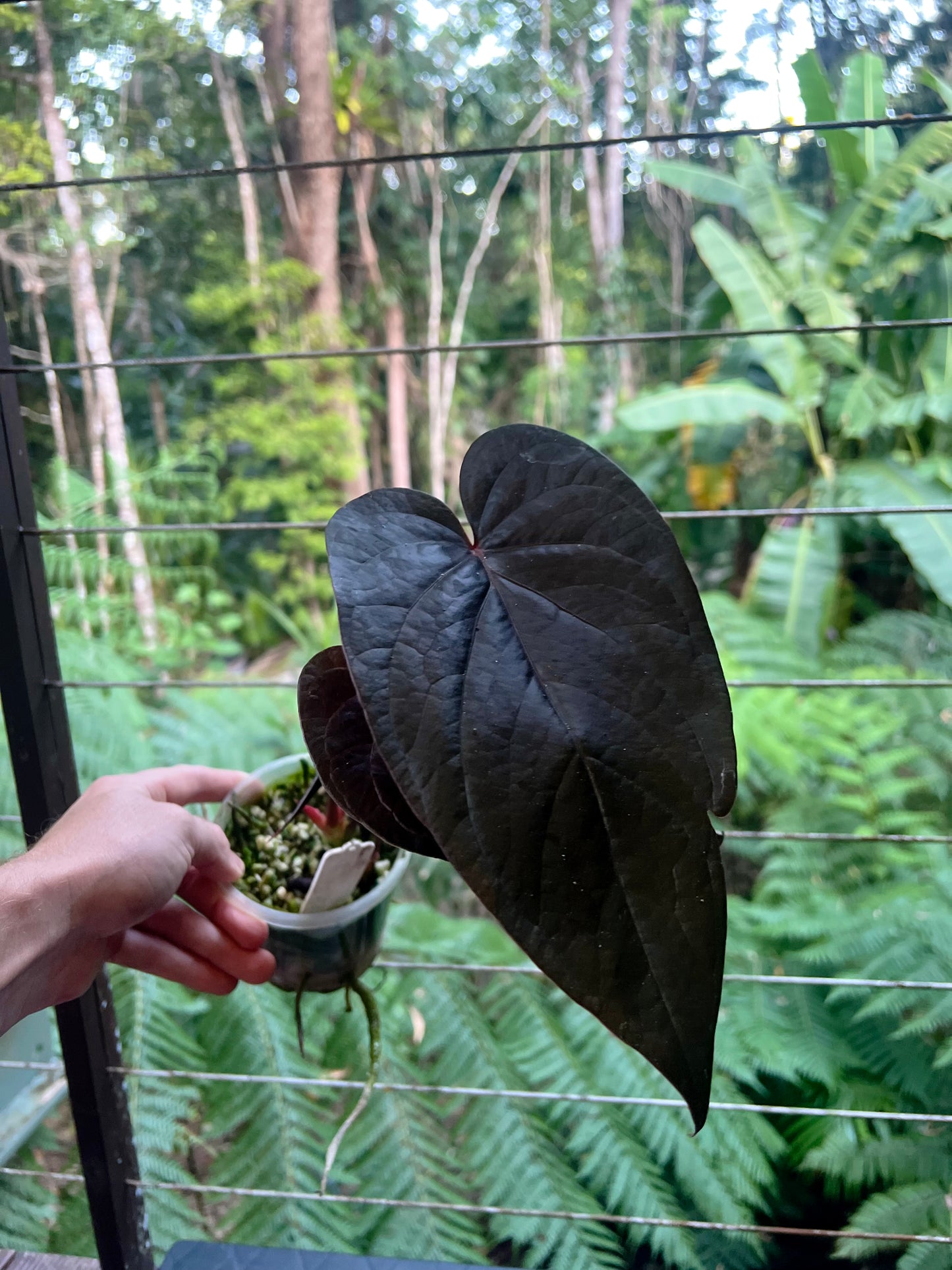 Anthurium Dark Dingo Clone - Two Shoots