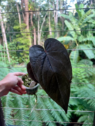 Anthurium Dark Dingo Clone - Two Shoots