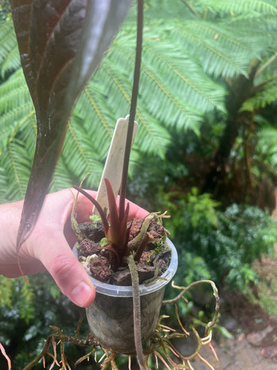 Anthurium Dark Dingo Clone
