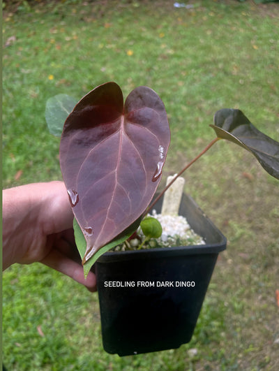 Anthurium Dark Dingo x Bench Seeds x2