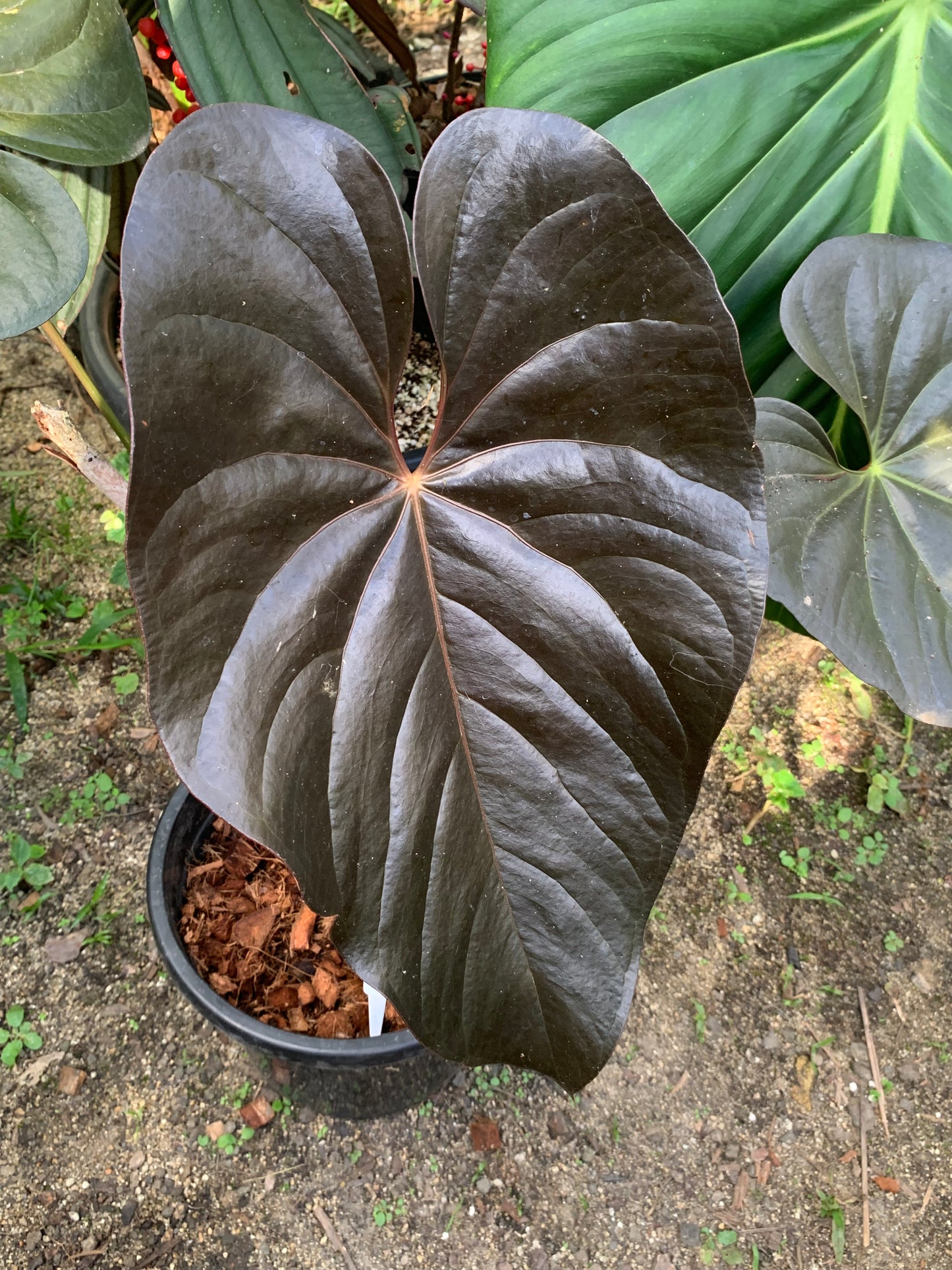 Anthurium 'Dark and Glossy' x2 Plants