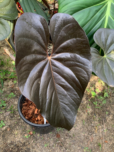 Anthurium 'Dark and Glossy' x2 Plants