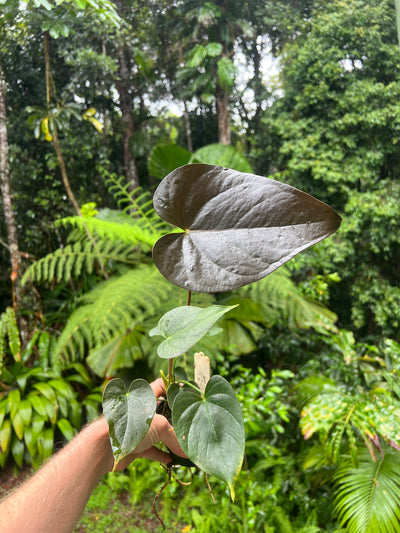 Anthurium Dark and Glossy Clone