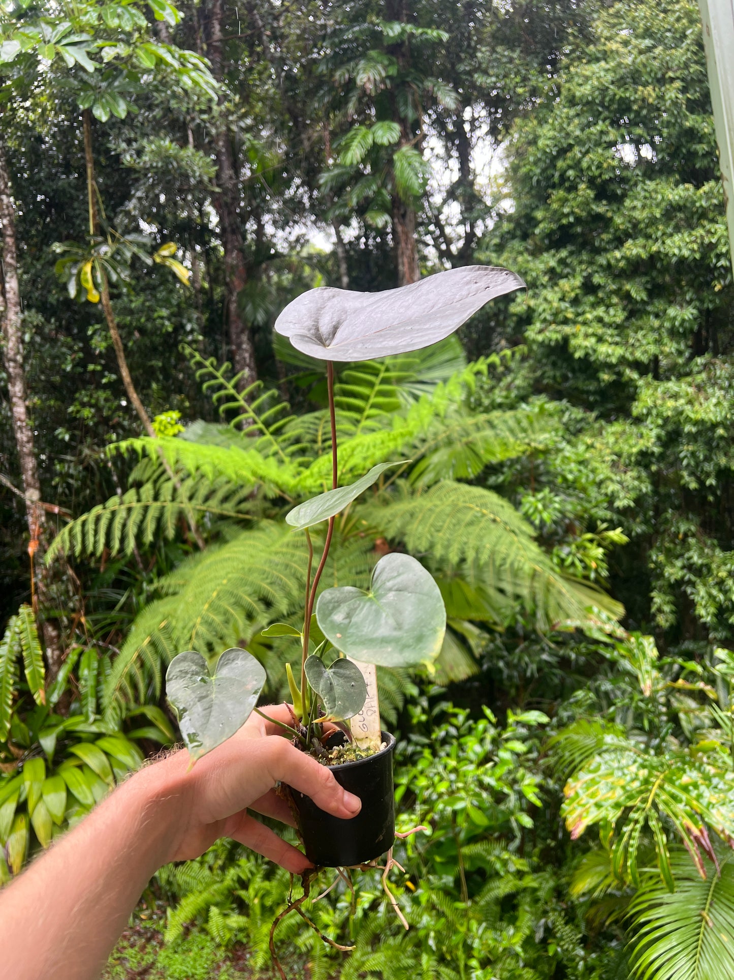 Anthurium Dark and Glossy Clone