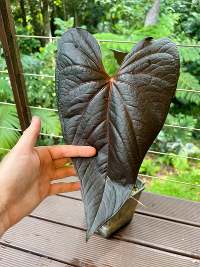 Anthurium Decoflora Obsidian > Large Plant