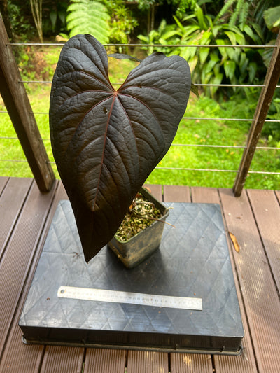 Anthurium Decoflora Obsidian > Large Plant