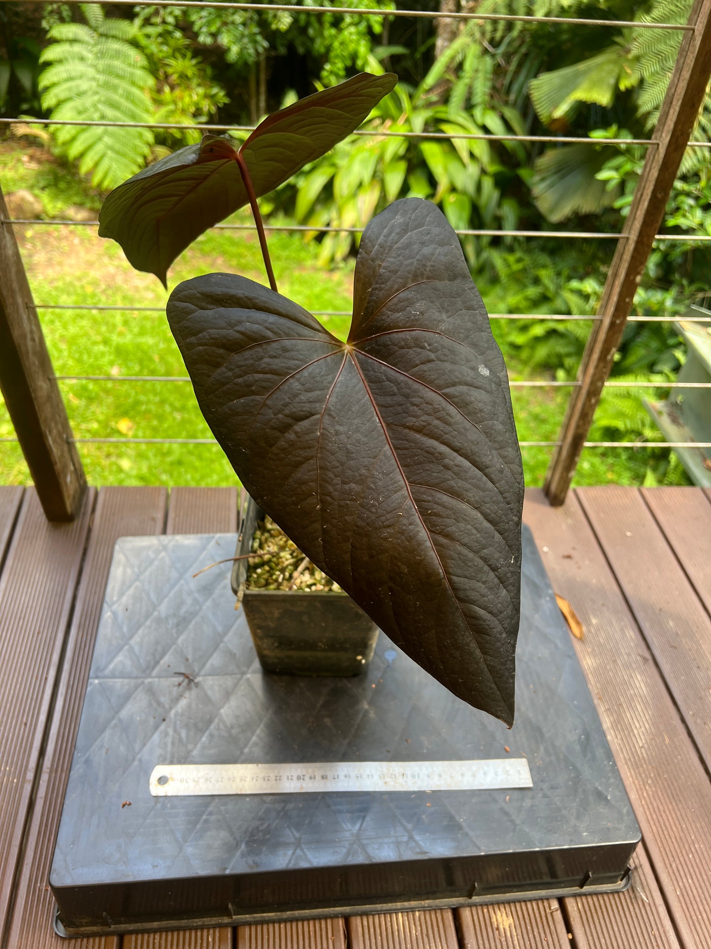 Anthurium Decoflora Obsidian > Large Plant