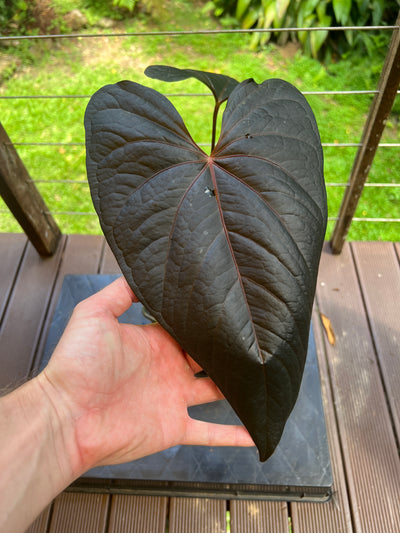 Anthurium Decoflora Obsidian > Large Plant