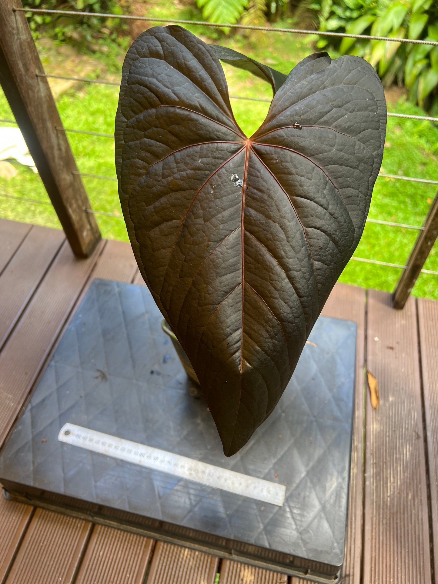Anthurium Decoflora Obsidian > Large Plant