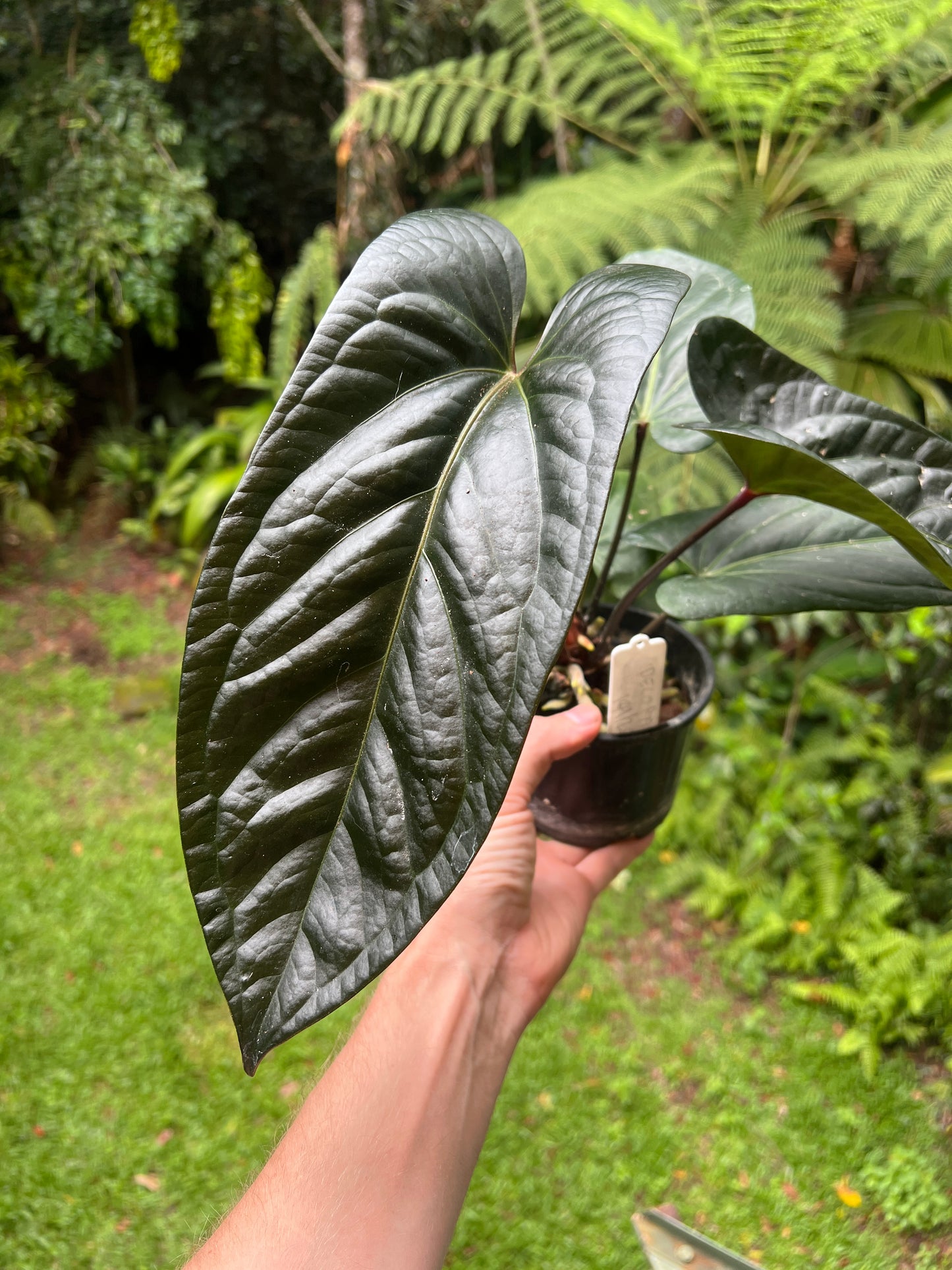 Anthurium Decorad #1 Clone