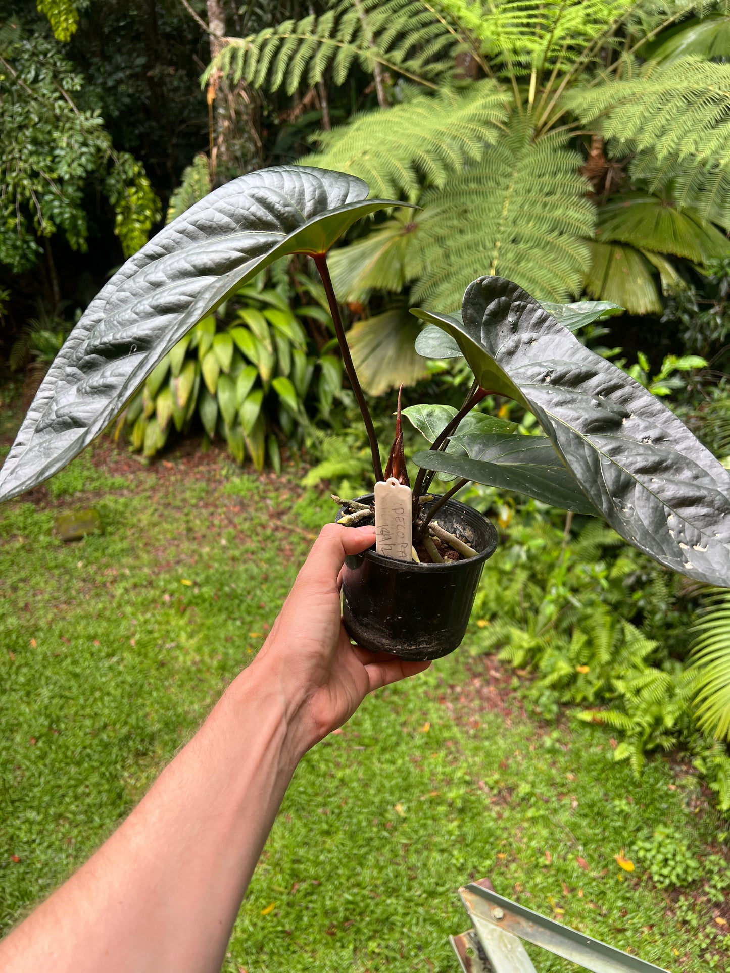 Anthurium Decorad #1 Clone