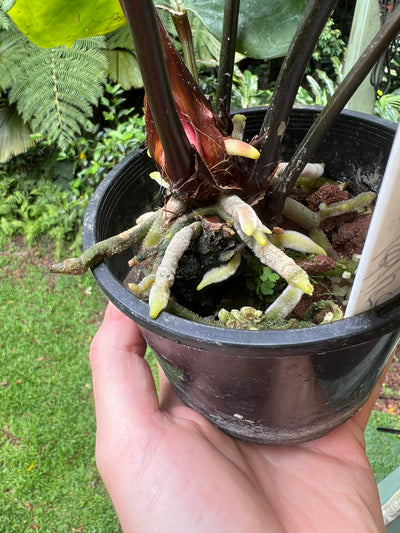 Anthurium Decorad #1 Clone