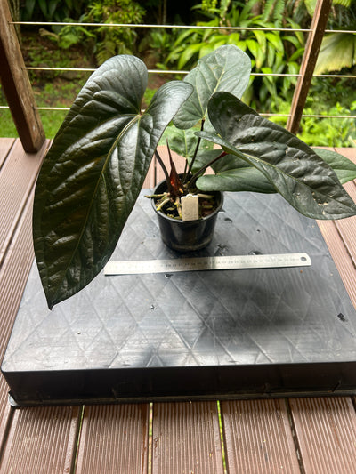 Anthurium Decorad #1 Clone