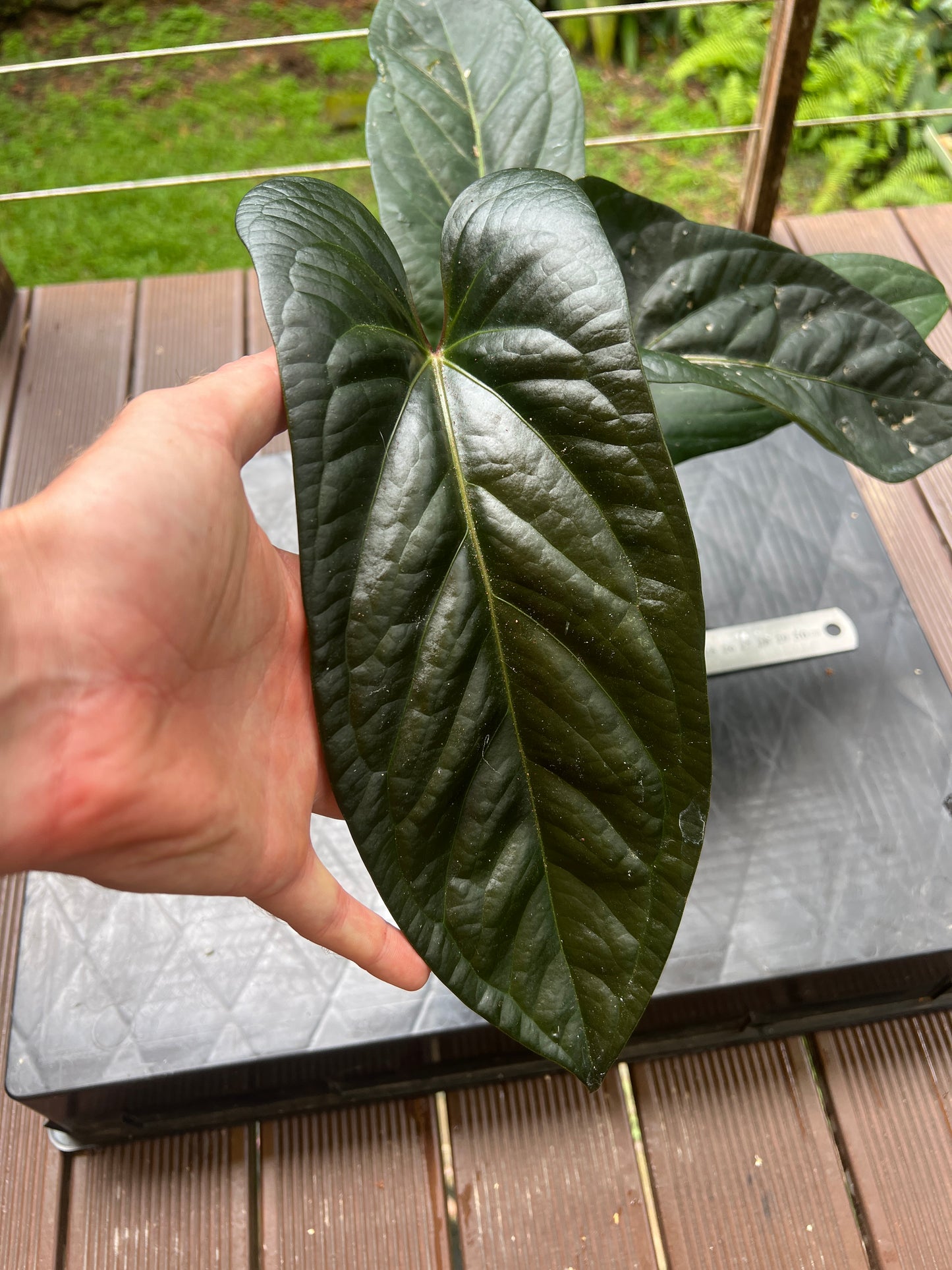 Anthurium Decorad #1 Clone