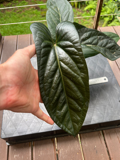 Anthurium Decorad #1 Clone