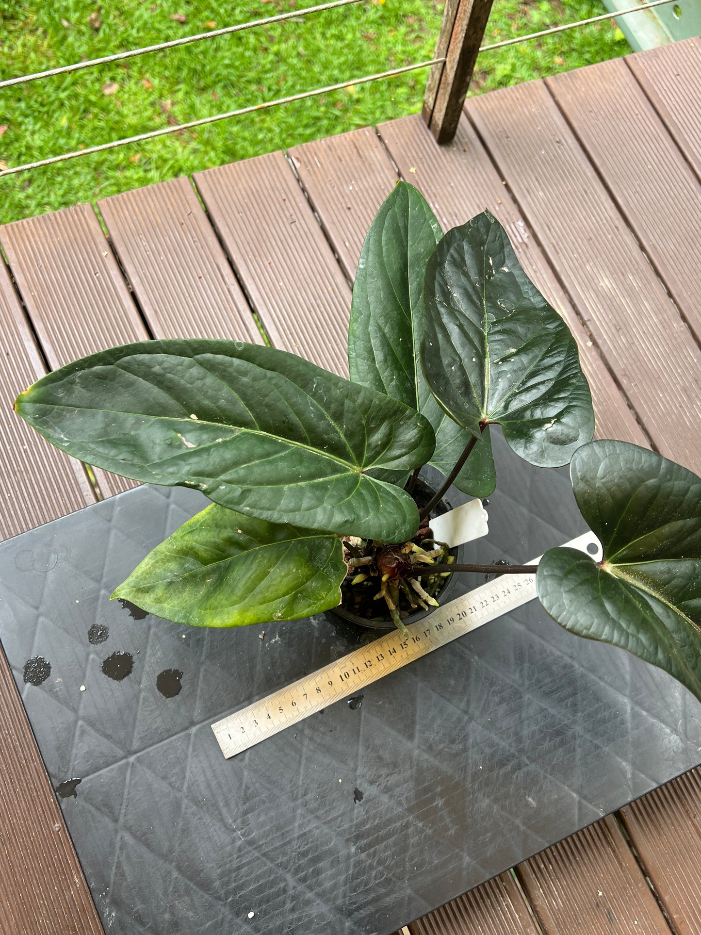 Anthurium Decorad #1 Clone