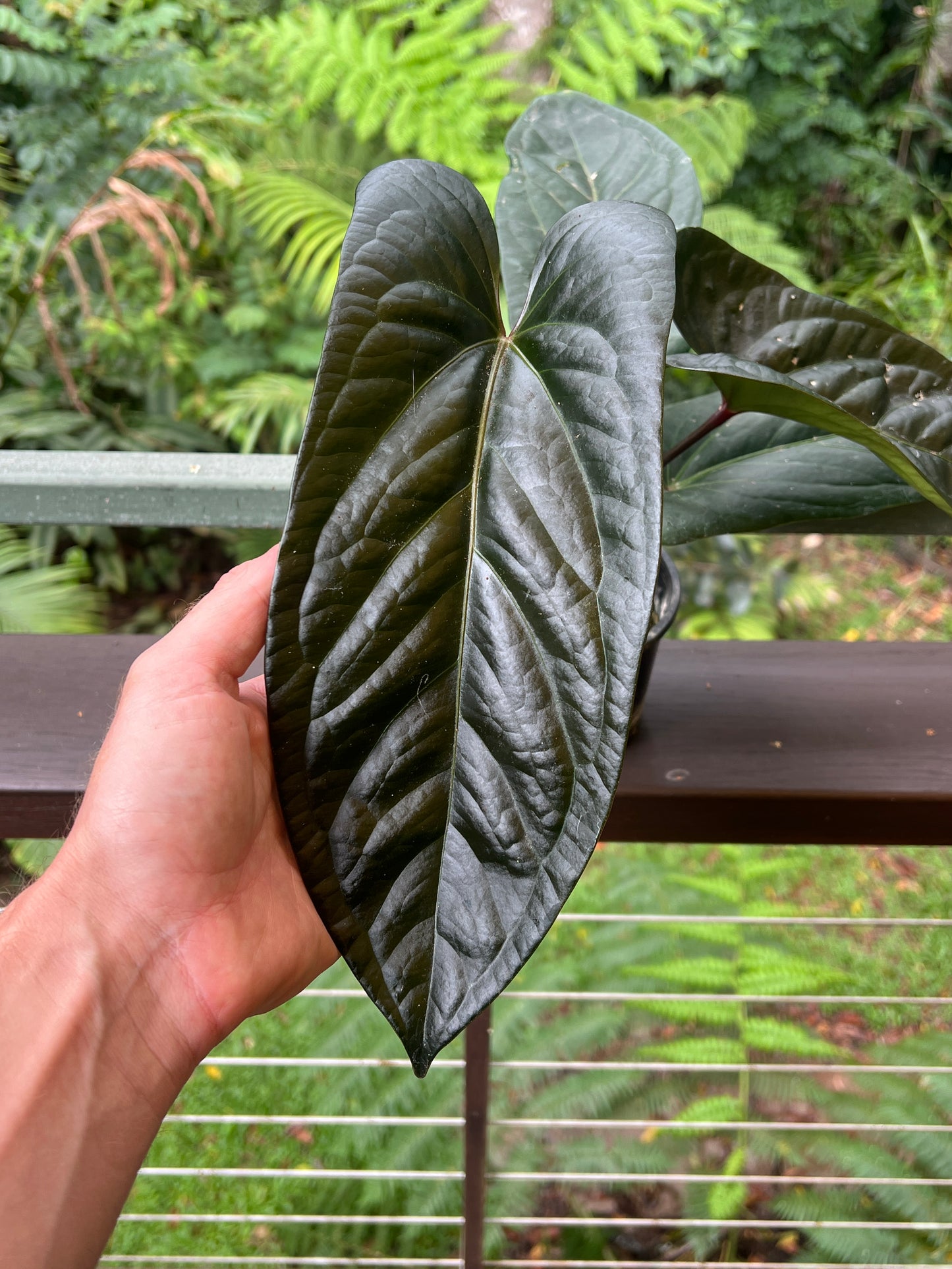 Anthurium Decorad #1 Clone