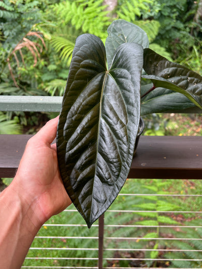 Anthurium Decorad #1 Clone
