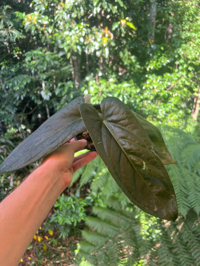 Anthurium Decorad #1