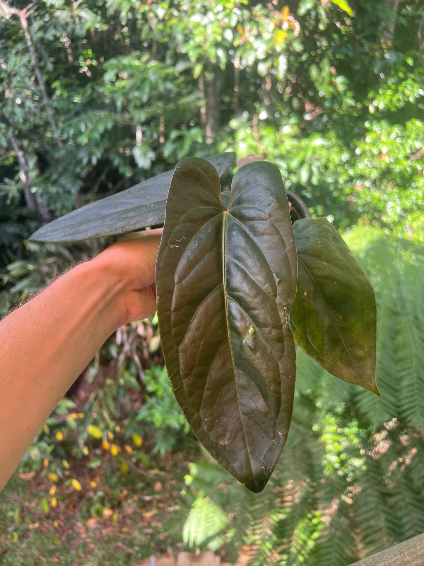 Anthurium Decorad #1