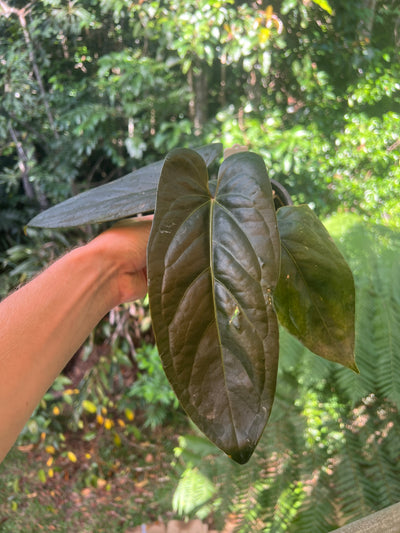 Anthurium Decorad #1