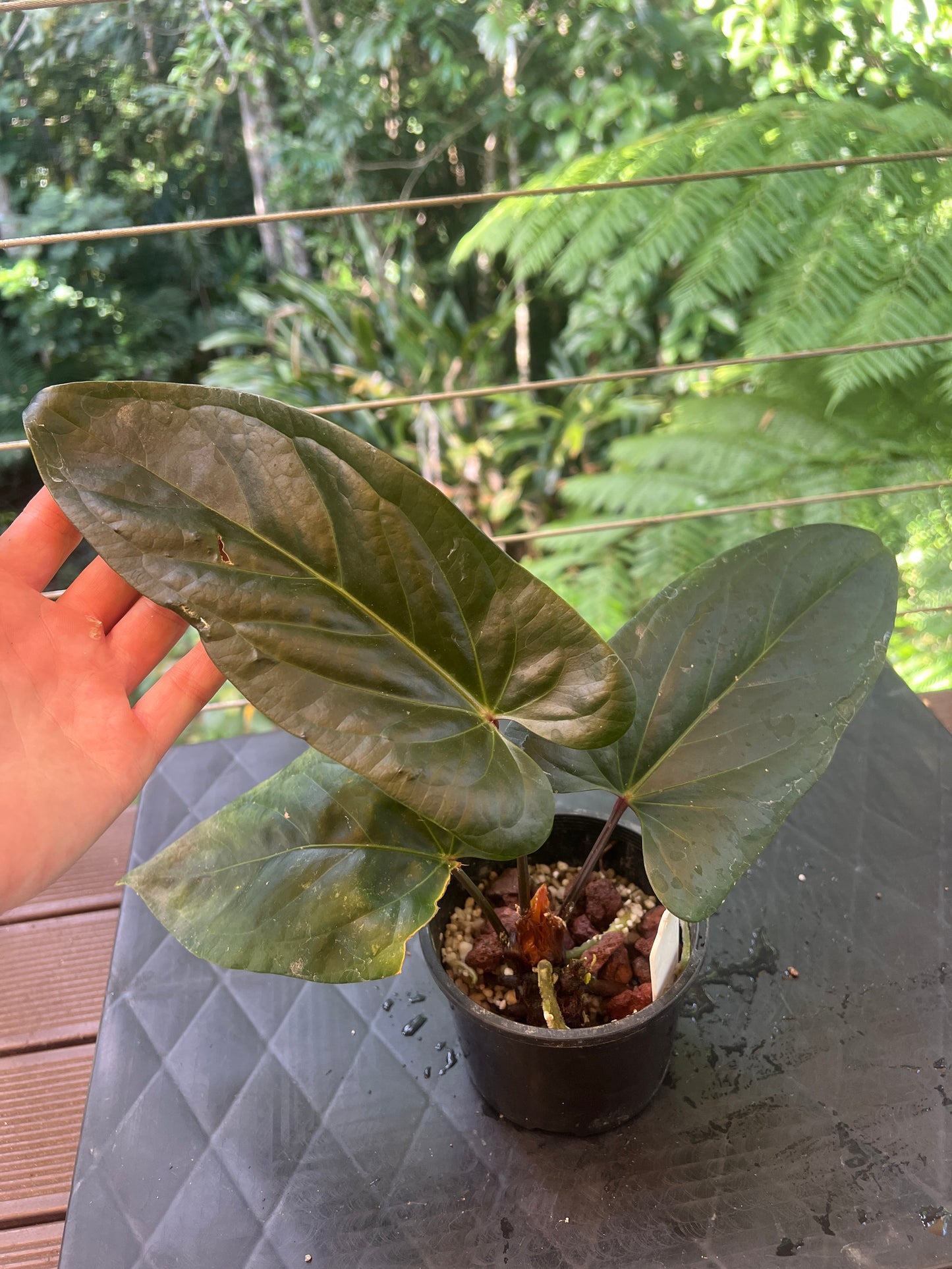 Anthurium Decorad #1