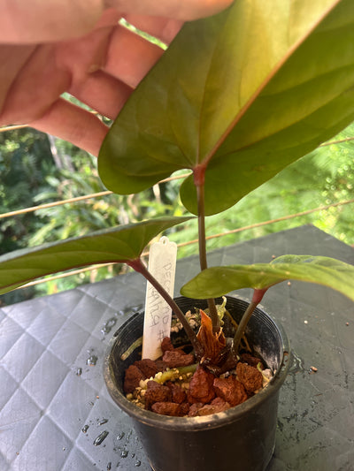 Anthurium Decorad #1