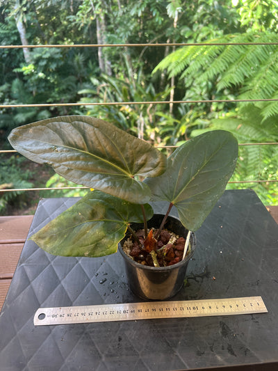 Anthurium Decorad #1