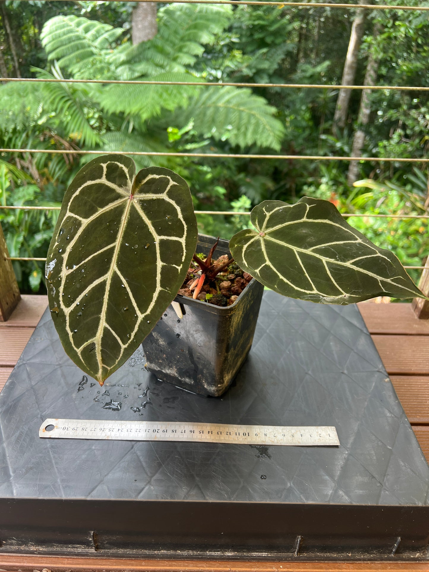 Anthurium Red Crystallinum Doc Block NOID