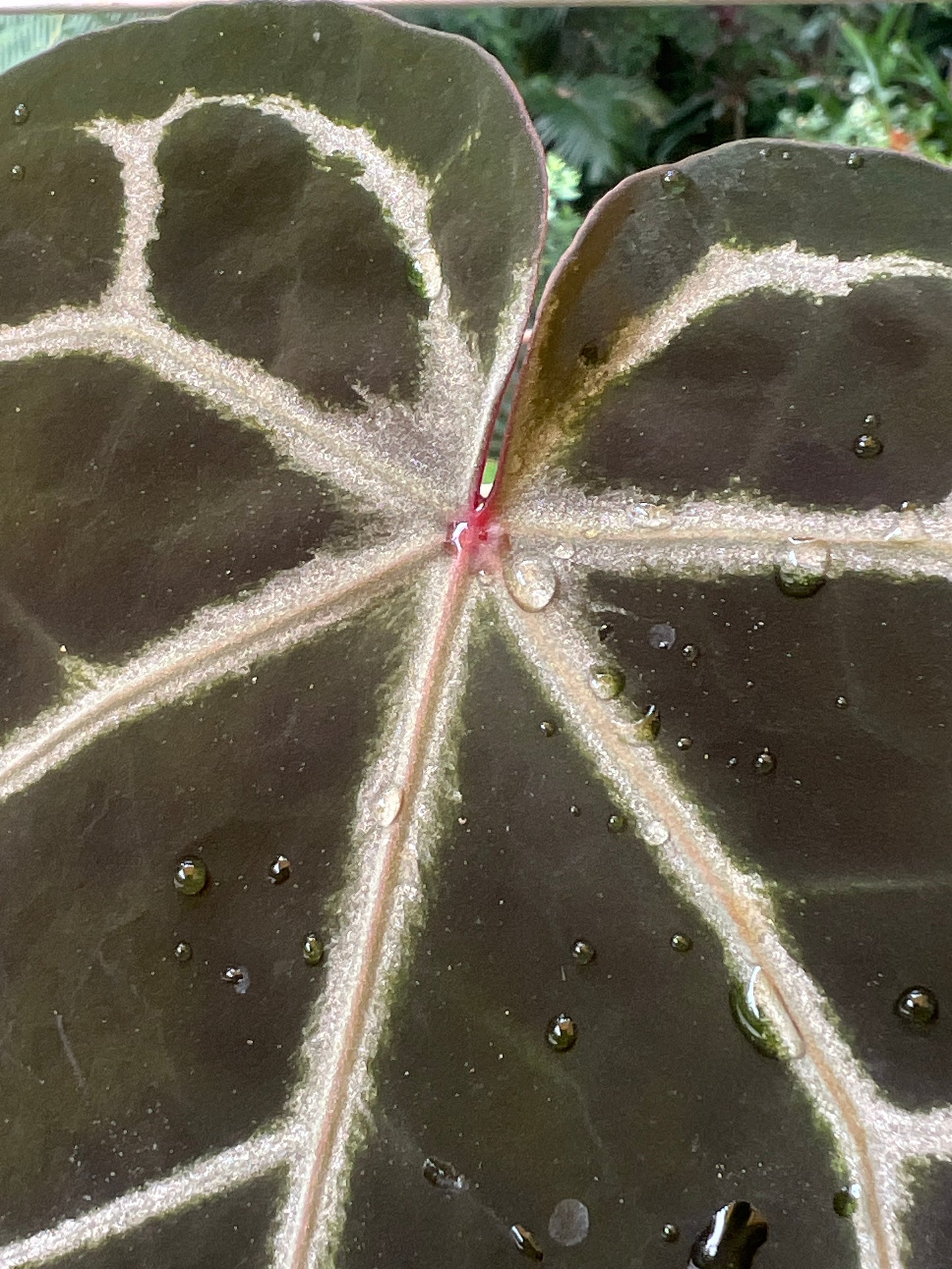 Anthurium Red Crystallinum Doc Block NOID