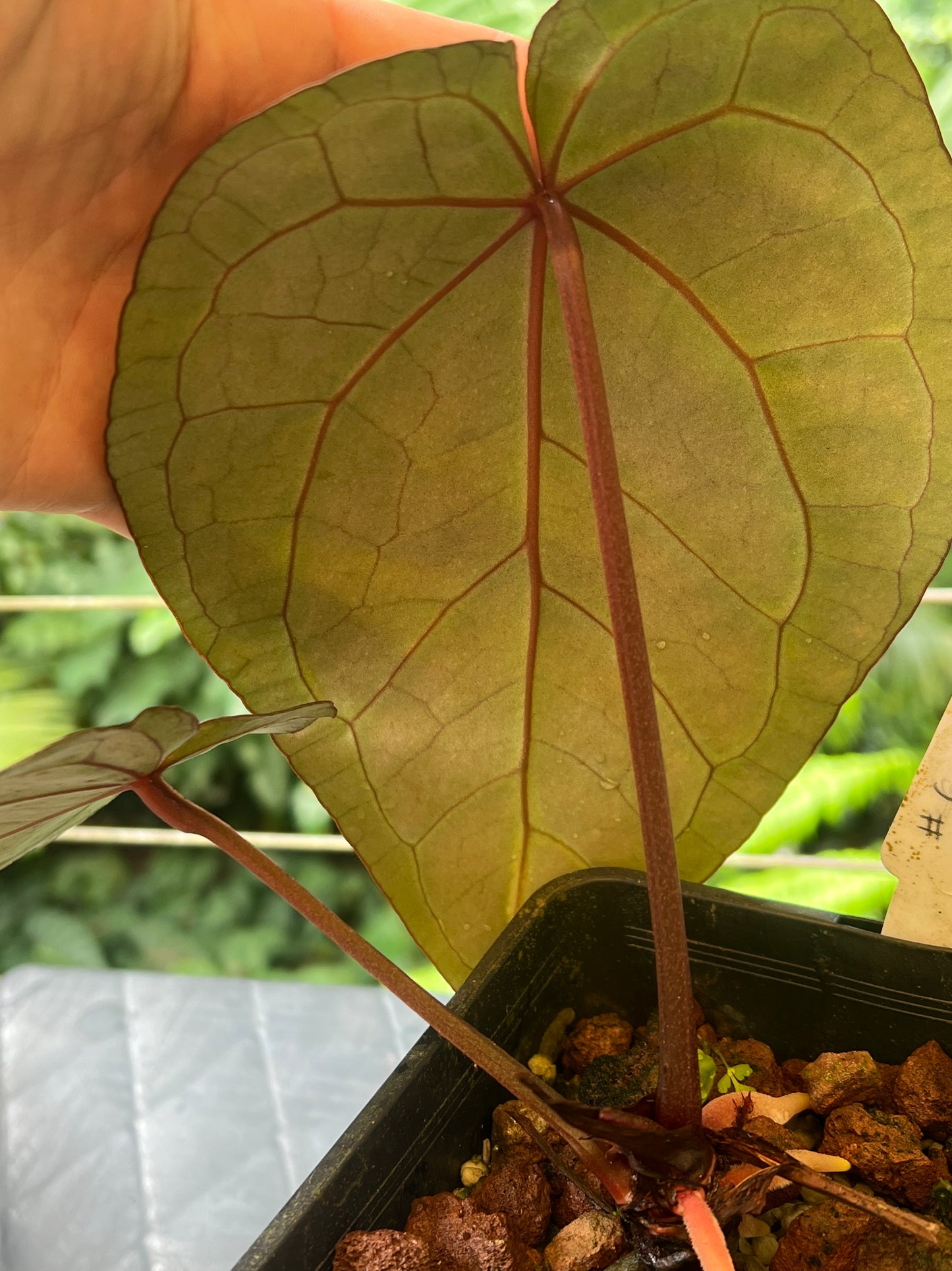 Anthurium Red Crystallinum Doc Block NOID